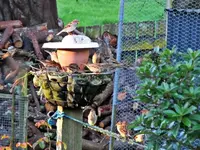 Copy of IMG_0469v.webp