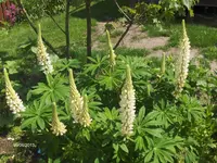 HPIM9660.webp