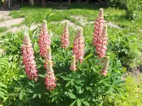 HPIM9661.webp
