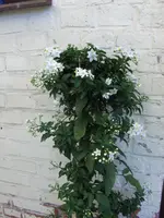 HPIM9650.webp