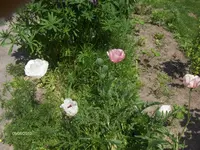 HPIM9657.webp