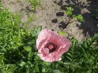 HPIM9658.webp