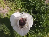 HPIM9659.webp
