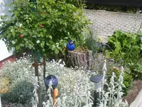 Leonardo hat Knospen 11.6.2013.webp