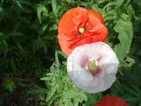 110620131285.webp