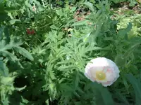 110620131286.webp