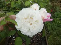 CIMG5702.webp