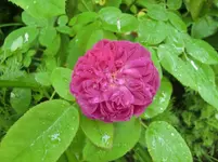 CIMG5722.webp
