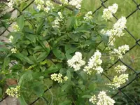 002.webp