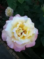 043.webp