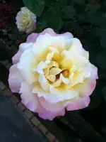 044.webp