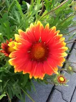 046.webp