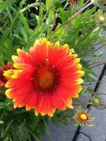 047.webp