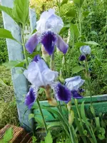 CIMG5526.webp