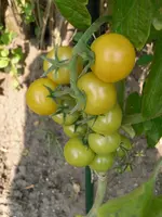 SAM_0914.webp