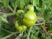 SAM_0905.webp