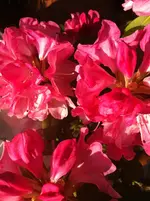 k-IMG_4100.webp