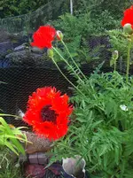 k-IMG_4124.webp