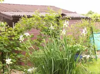 Iris.webp