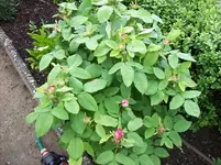 Rose 00.webp