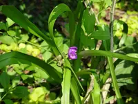 DSC00584.webp