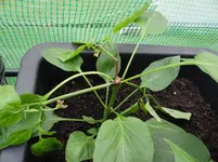 kaputte Paprika.webp