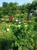 Samsung 026.webp