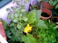 Zucchini.webp