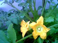 Zucchini3.webp