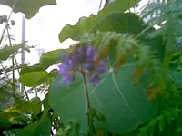 Wildblume blau.webp