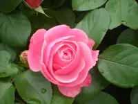 SAM_1242.webp