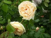 SAM_1241.webp
