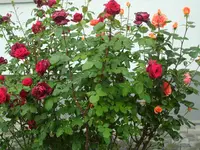 SAM_1243.webp
