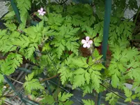 DSCF1411.webp