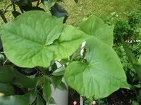 DSCF1412.webp