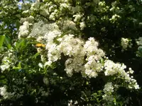 Feuerdornblüte 12.6.2013.webp Feuerdornblüte 12.6.2013.webp