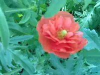 110620131291.webp