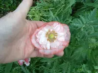 120620131294.webp