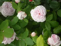 SAM_1238.webp