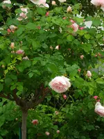 SAM_1240.webp