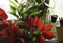 christstern.webp