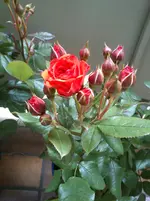 DSC_0853.webp