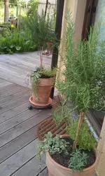 IMAG0123.webp