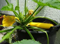 Zucchini1.webp