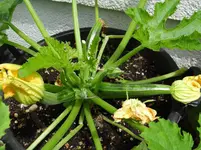 Zucchini2.webp