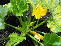 Zucchini3.webp