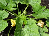 Zucchini4.webp