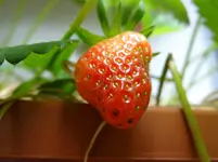 rote Erdbeere.webp