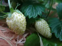 weiße Erdbeeren.webp