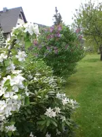Garten April5 011.webp
